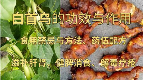 白首烏禁忌|白首乌的功效与作用 白首乌的用法用量和使用禁忌